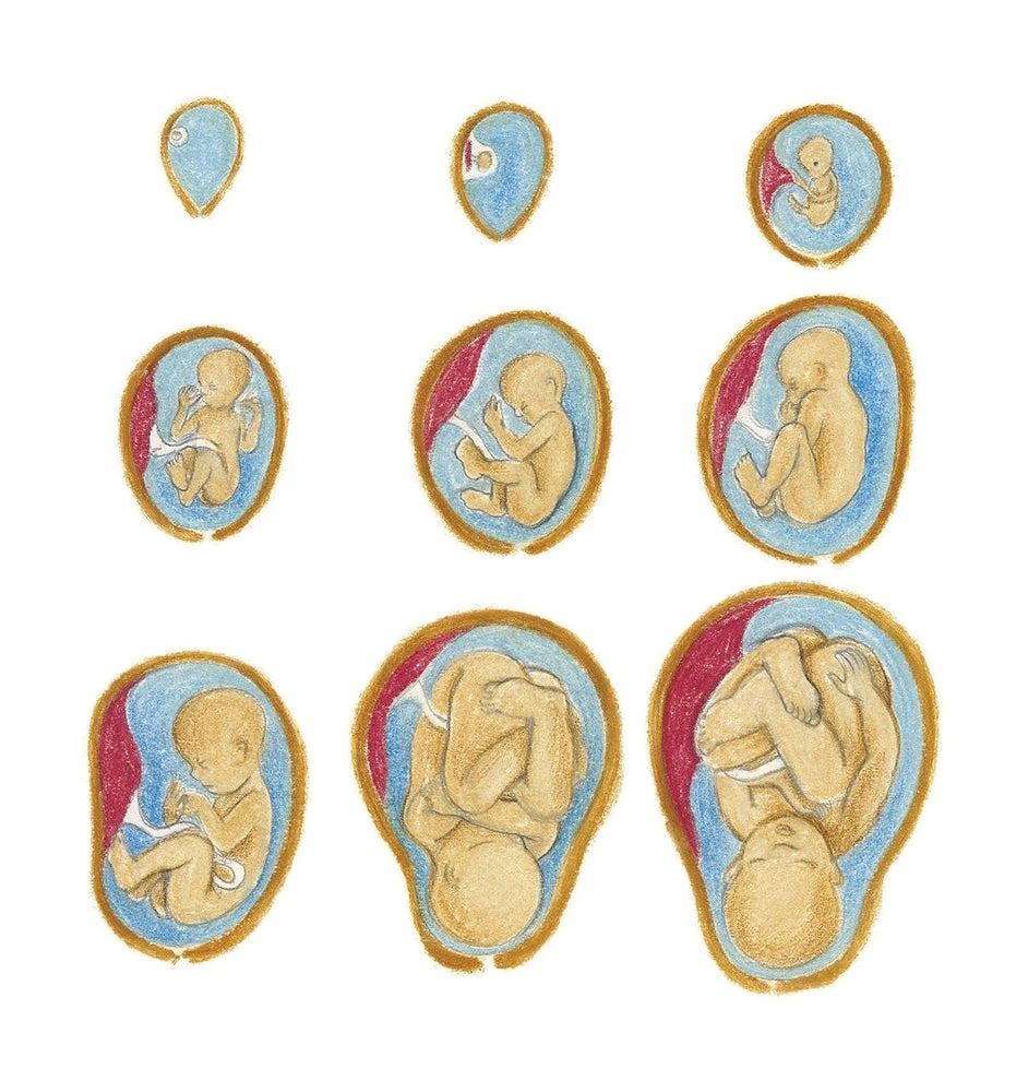 Balthazar Et Comment Sont Faits Les Bébés? - Livre Montessori Enfant 3 Ans Et + – Image 5