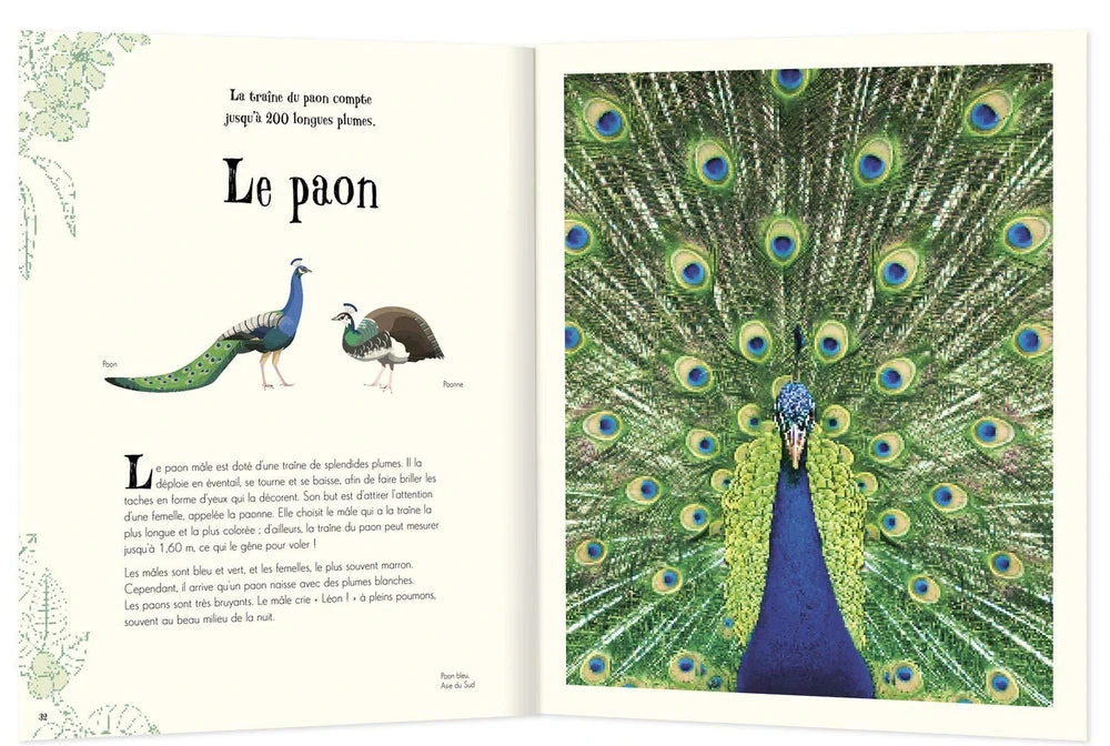 Anthologie Illustrée Des Animaux Fascinants - Livre Documentaire Enfant 6 Ans Et + – Image 3