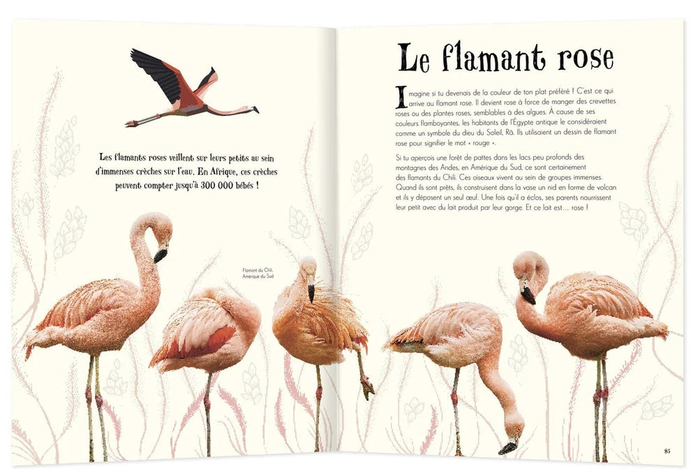 Anthologie Illustrée Des Animaux Fascinants - Livre Documentaire Enfant 6 Ans Et + – Image 4