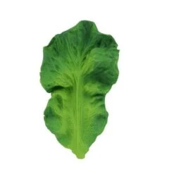 Kendall Le Chou De Dentition