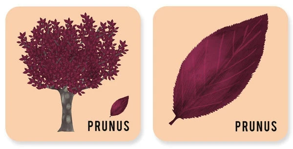 Mémory - L'arbre Et Sa Feuille – Image 5