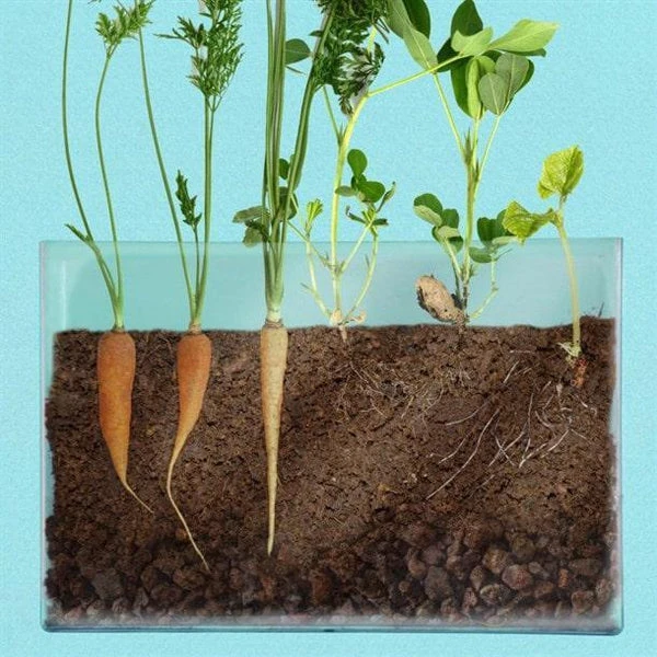 Coffret De Jardinage - Vivarium D'observation Des Racines – Image 2